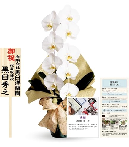 Amazon｜良花 開花中 自然種 胡蝶蘭 ファレノプシス シレリアナ 洋蘭